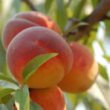 Peaches