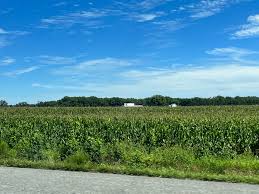 Farm Crops and Tree line